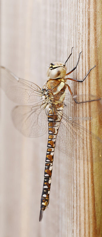 候鸟霍克蜻蜓(Aeshna mixta)雌性